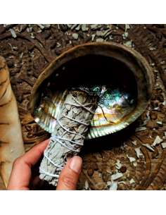 Atado de Salvia Blanca de California 2